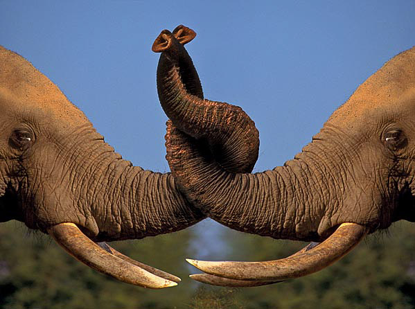 African Elephant composite.
