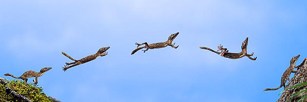 HENKEL'S LEAF-TAILED GECKOS (Uroplatus henkeli) composite.