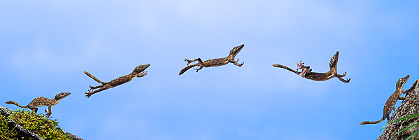 HENKEL'S LEAF-TAILED GECKOS (Uroplatus henkeli) composite.
